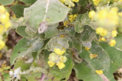 Verbascum pulverulentum