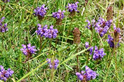 Brunelle à grandes fleurs