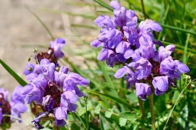 Brunelle à grandes fleurs