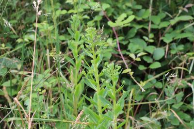 Herbe de saint Jean
