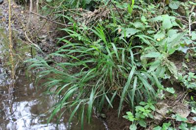 Brachypode des bois
