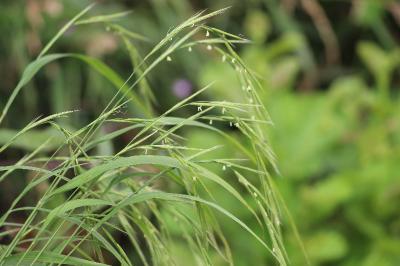 Brachypodium sylvaticum
