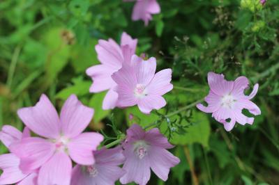Mauve musquée