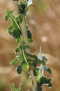 Lactuca serriola