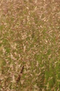 Agrostide capillaire