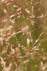Agrostide capillaire