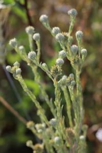 Immortelle d'Allemagne
