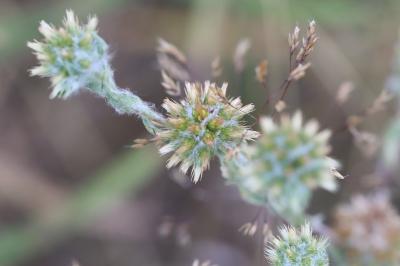 Immortelle d'Allemagne