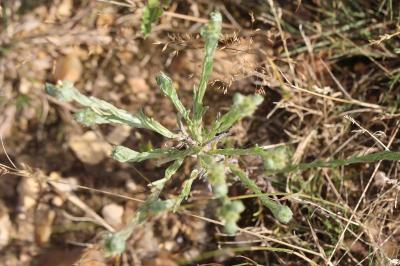 Immortelle d'Allemagne