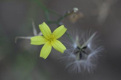 Pendrille