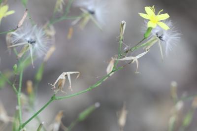 Pendrille