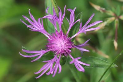 Centaurea decipiens