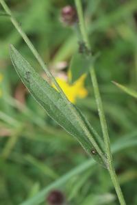 Centaurée scabieuse