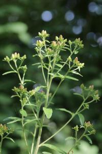<i>Inula conyzae</i>