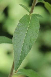 <i>Inula conyzae</i>