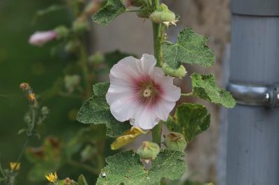 Alcea rosea