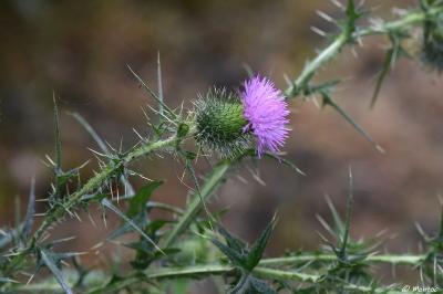 Cirsium vulgare