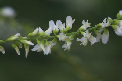 Mélilot blanc