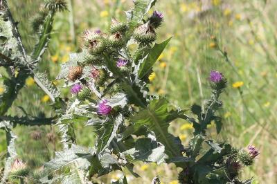Onopordum acanthium
