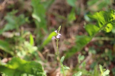 Verveine officinale