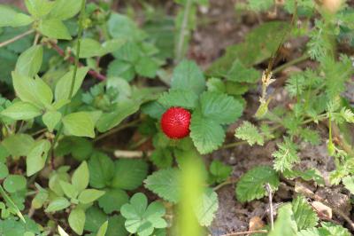 Fraisier de Duchesne