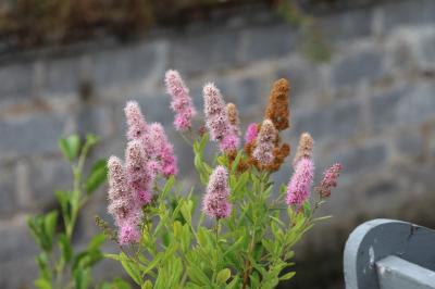 <i>Spiraea</i>