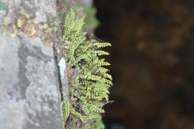Capillaire des murailles