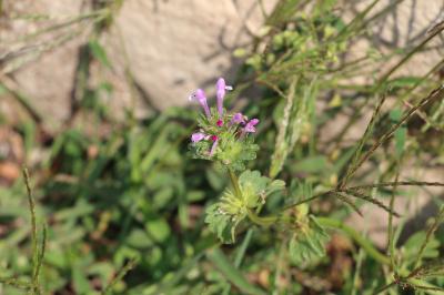 Lamier amplexicaule