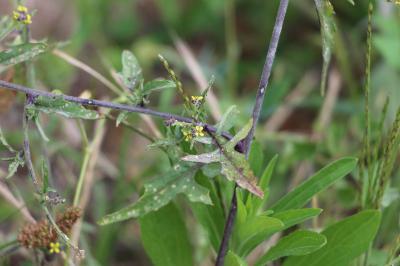 Herbe aux chantres