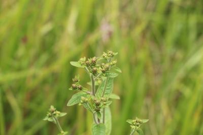 <i>Inula conyzae</i>