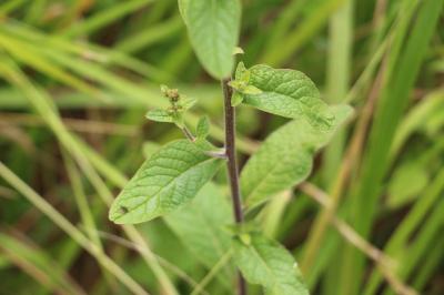 <i>Inula conyzae</i>