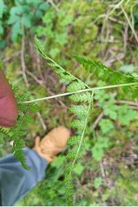 Dryoptéris des chartreux 