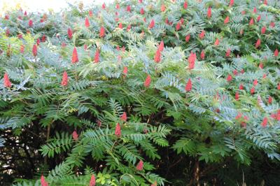 Sumac hérissé