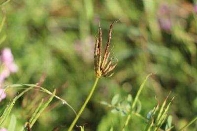 Coronille changeante