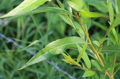 Saule à trois étamines