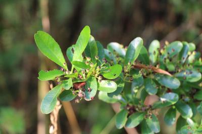 <i>Pyracantha</i>