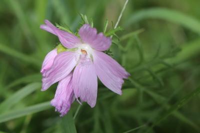 Mauve musquée