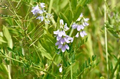 Lilas d'Espagne