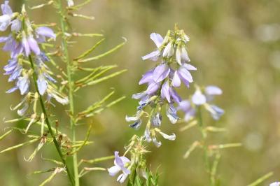 Lilas d'Espagne