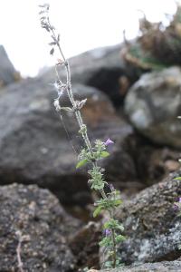 <i>Ziziphora acinos</i>