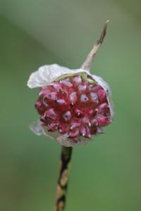 Ail des vignes