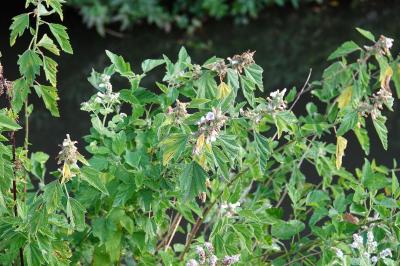 Guimauve officinale