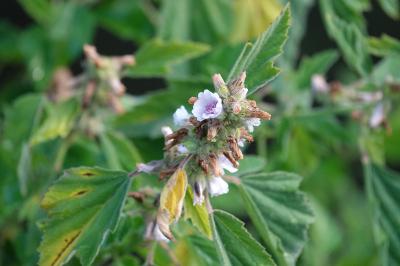 Guimauve officinale
