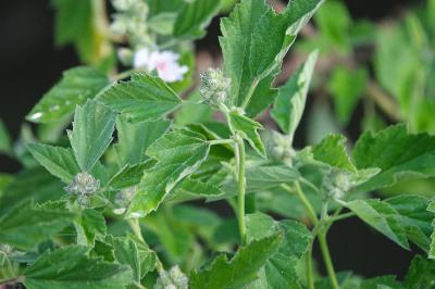 Guimauve officinale