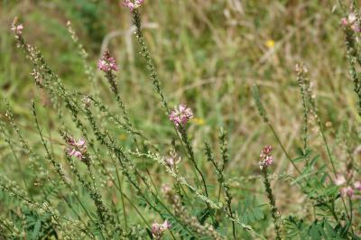 Sainfoin