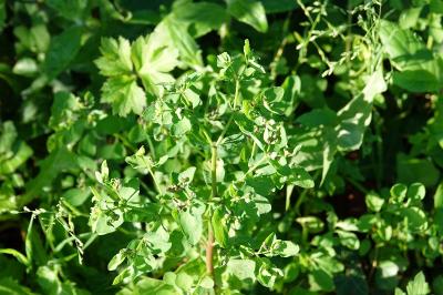 Euphorbe omblette