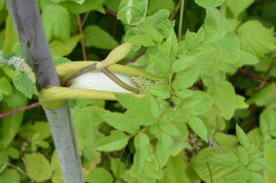 Angelica sylvestris