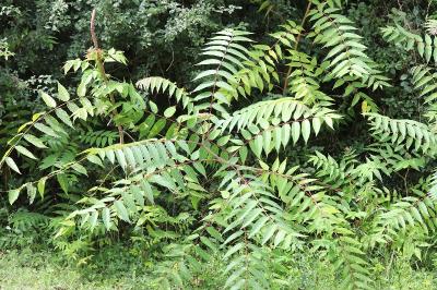 Ailanthus altissima