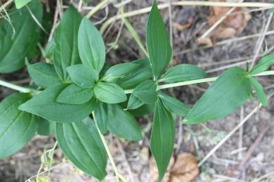 Saponaire officinale