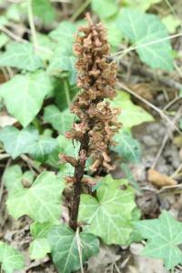 Orobanche du lierre
